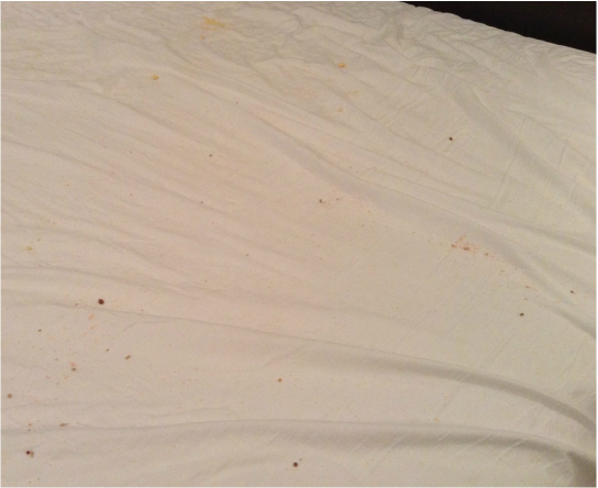 Picture of the sheets after three children eat all the cookies they want in your bed. 