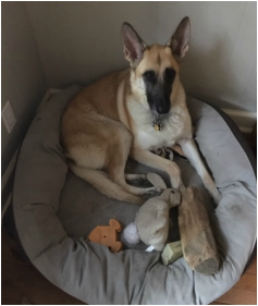 Dog on his dog bed surrounded by toys.